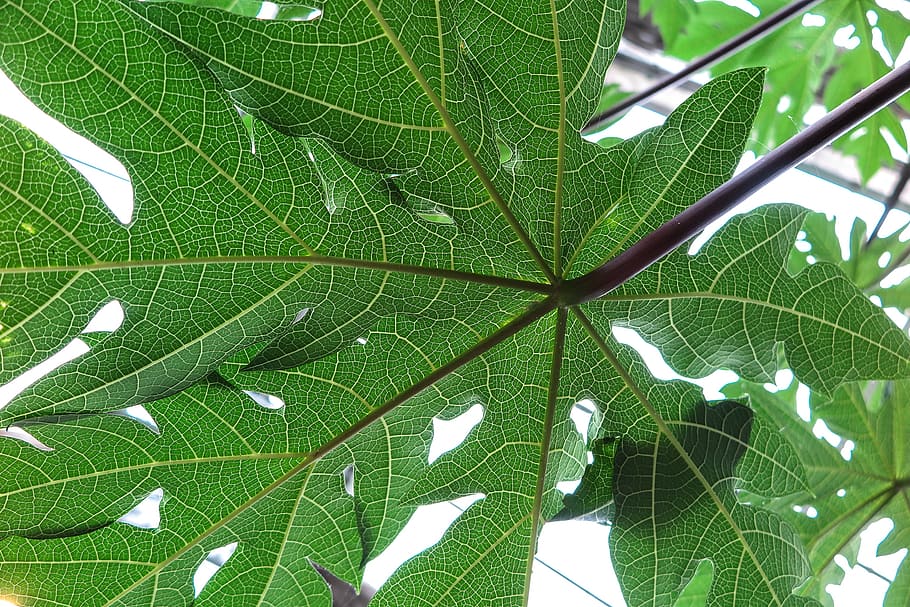 Leaf Venation: Pinnate, Palmate, Parallel, Reticulate