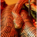 Corn Snake Morphs: Some interesting facts about them.