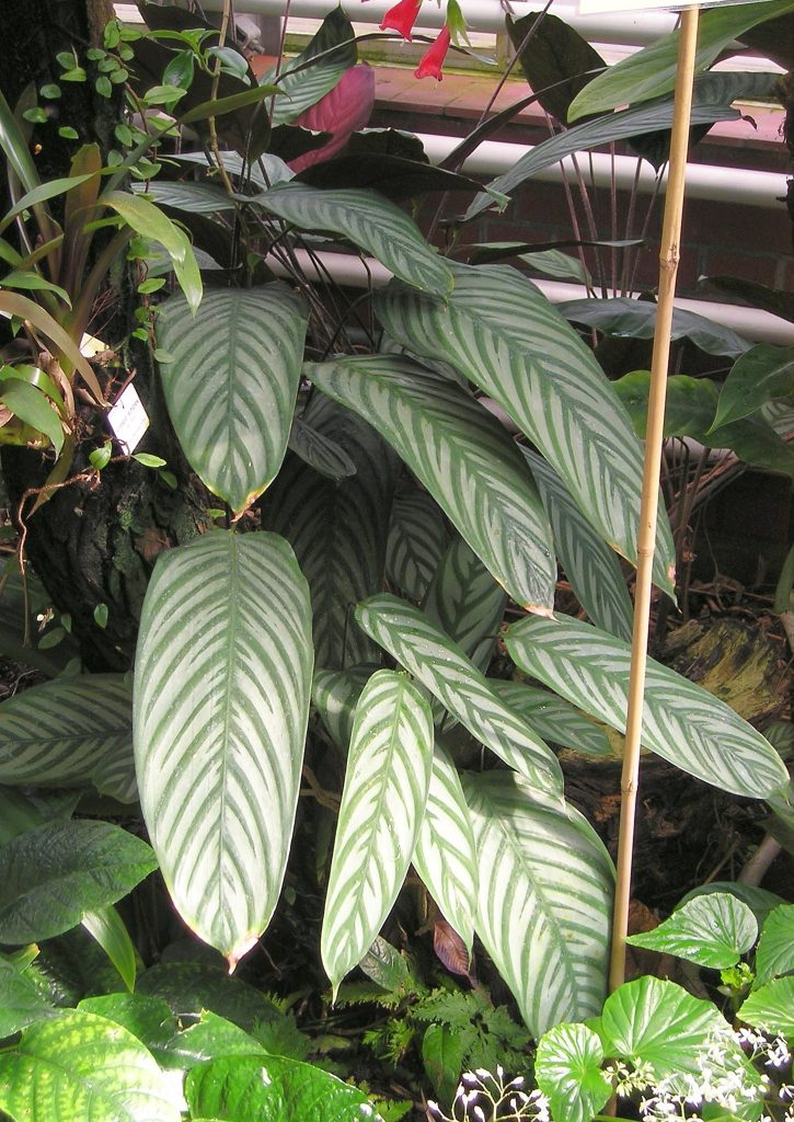 A few important tips for growing Monstera Siltepecana