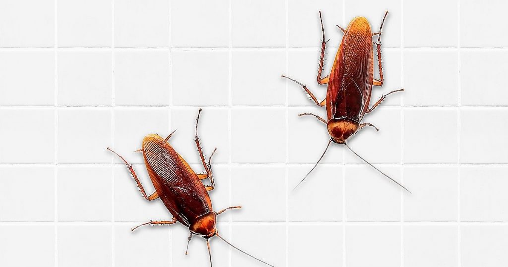 DIY Solutions to Remove Cockroaches from Your Home