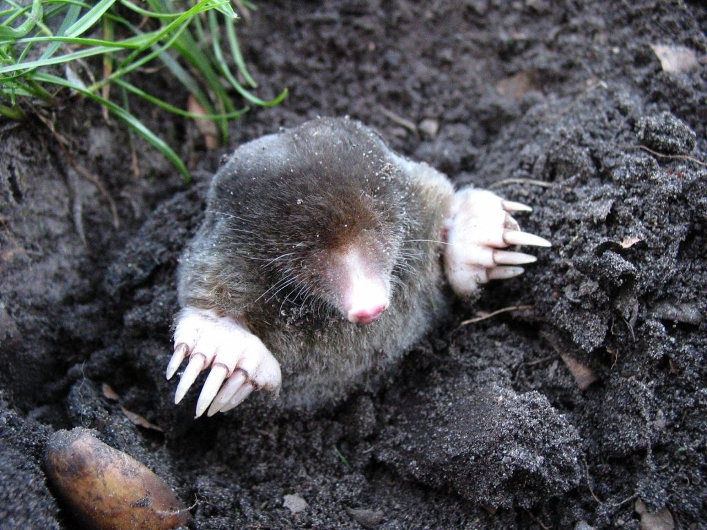 Vole vs Mole: Which Is Invading My Lawn and Garden?