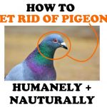 How To Get Rid of Pigeons: The Ultimate Guide To Pigeon Control