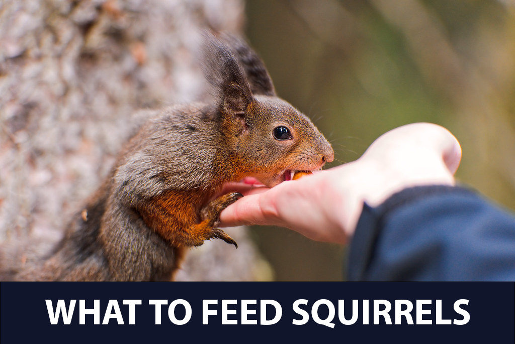 What to feed squirrels?