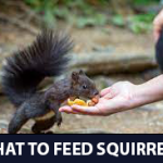 what to feed squirrels
