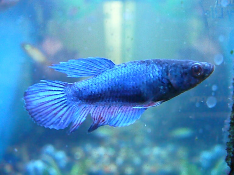 Betta Fish