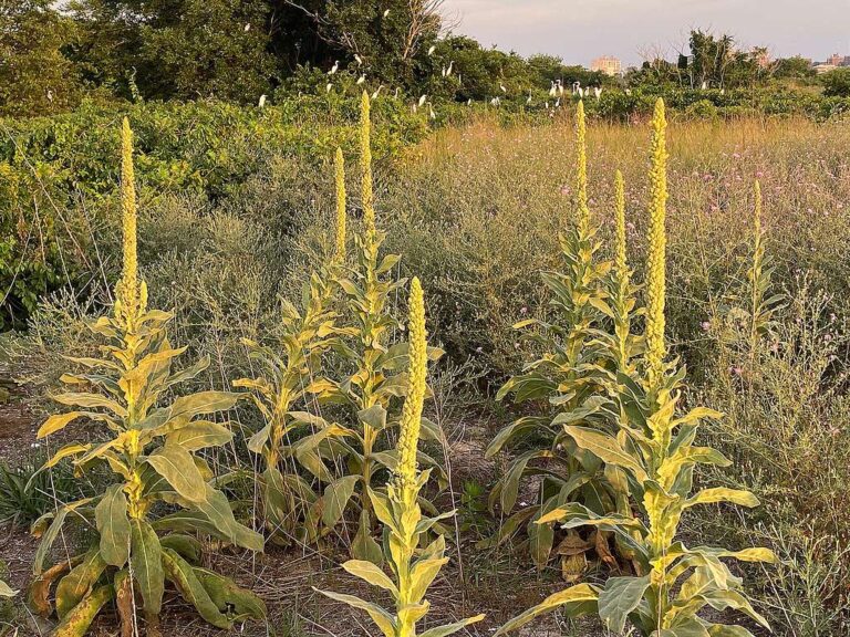 Mullein